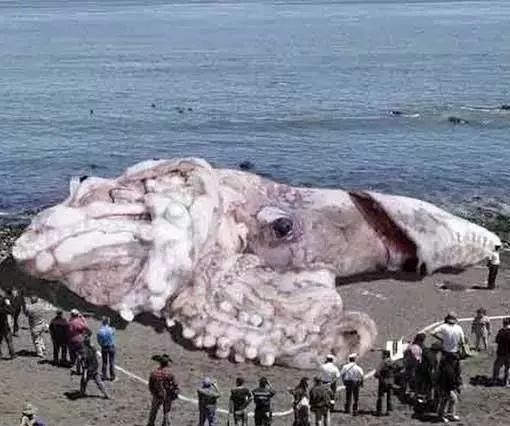 海妖：_海妖的呼唤_海妖塞壬