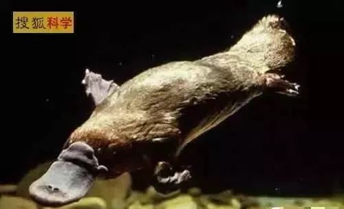 海妖：_海妖塞壬_海妖的呼唤