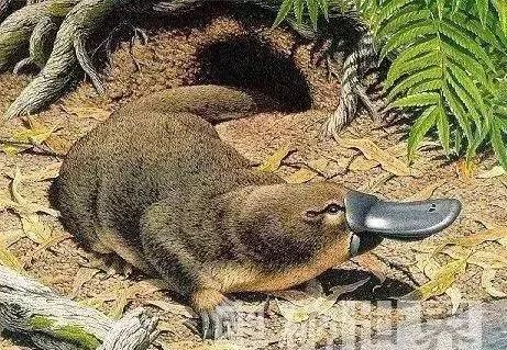 海妖：_海妖的呼唤_海妖塞壬