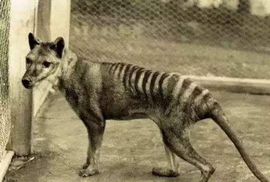 海妖塞壬_海妖：_海妖的呼唤