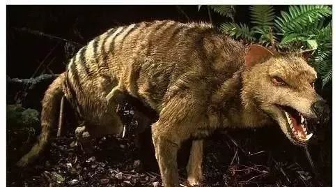 海妖塞壬_海妖：_海妖的呼唤